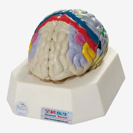 ��Ԫ�Ŵ�ģ��