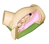 �����תʾ��ģ��