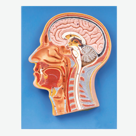 ͷ������ʸ״����ģ��