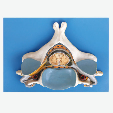 ���徱׵������ͼ��񾭷Ŵ�ģ��