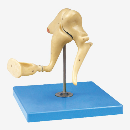 ��С�ǷŴ�ģ��