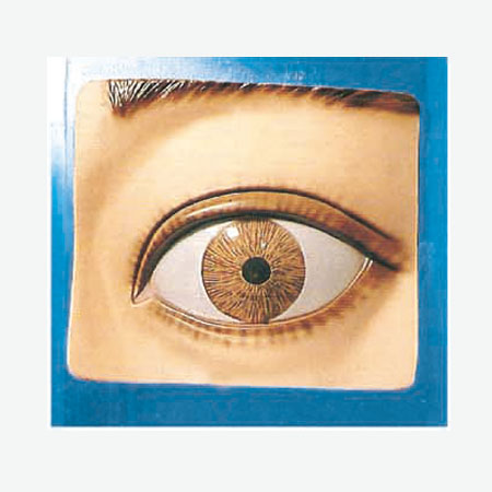 ���ͫ�׵���ģ��