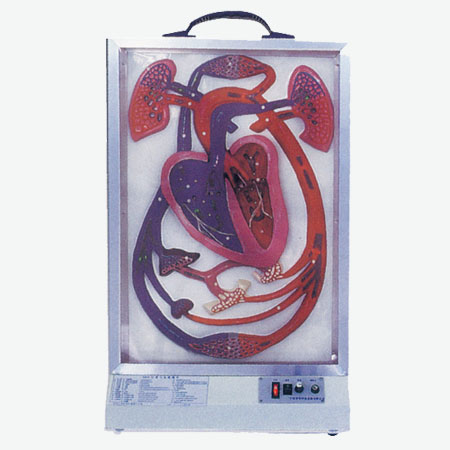 �綯���ಫ����ѪҺѭ��ģ��