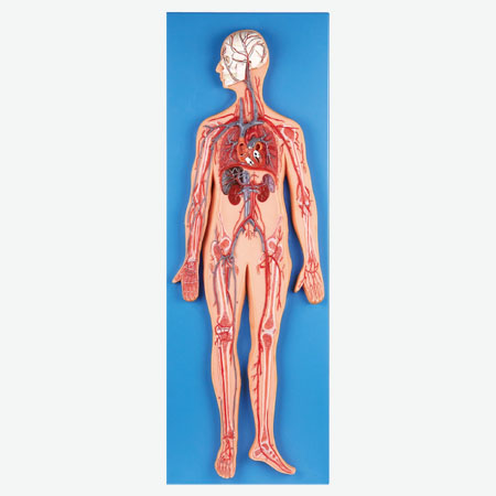 ѪҺѭ��ģ��