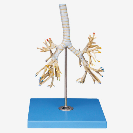 ֧������ģ��