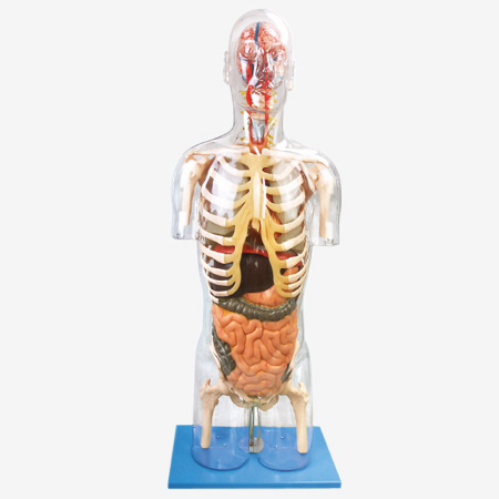 ͸���������ɸ�����ģ��