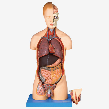 ���ԡ�Ů�������Ի�������ͷ������ģ��