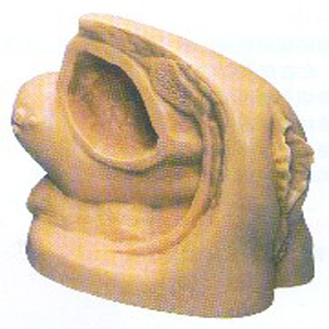 Ů��������ֳ��������ģ��