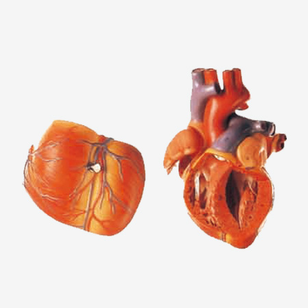 ���ഫ��ϵ�綯ģ��