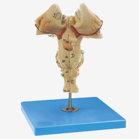 �ԸɷŴ�ģ��