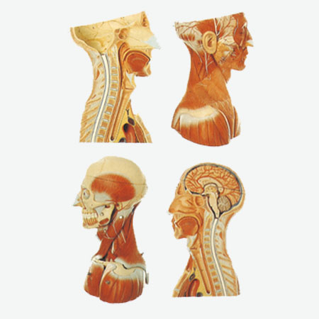 ͷ����Ѫ���񾭸���ģ��