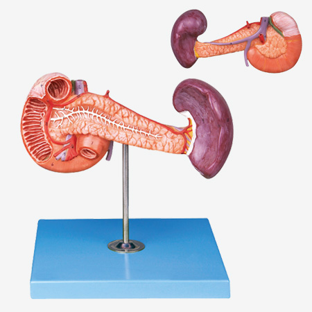 �ȡ�ʮ��ָ����Ƣģ��