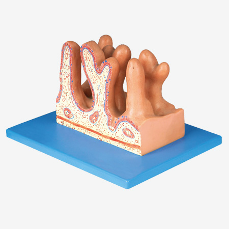 �ճ�����Ŵ�ģ��