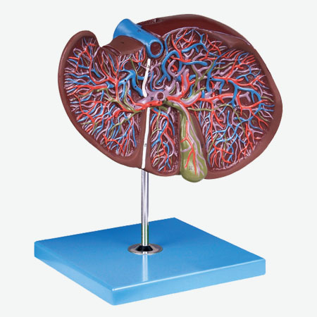 �Ρ����ҷŴ�ģ��