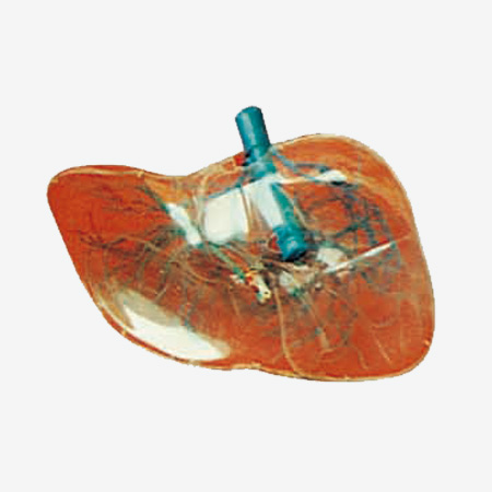 ͸����ģ��