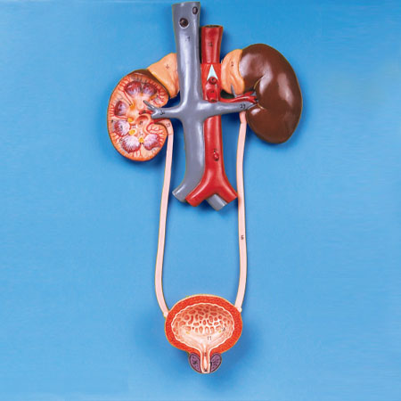 ����ϵͳģ��