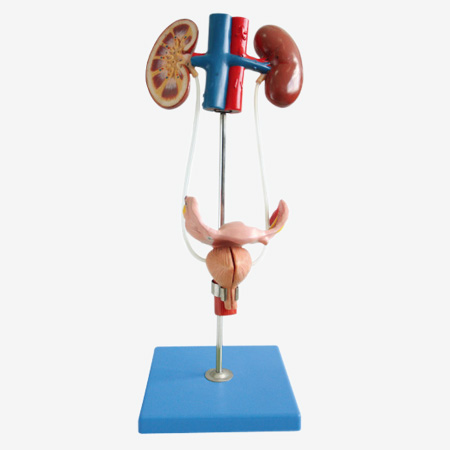 Ů��������ֳϵͳģ��