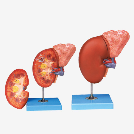 �����������ٷŴ�ģ��