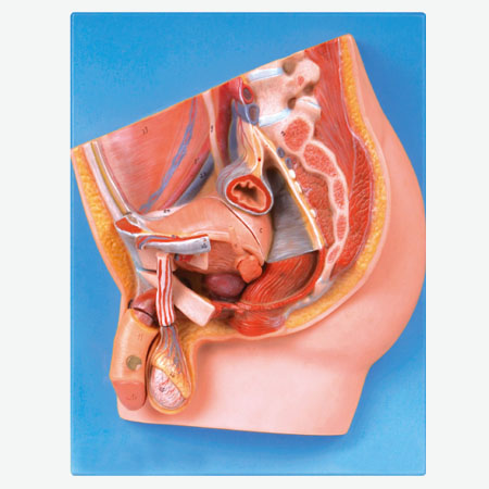 ������ǻ����ʧ״����ģ��