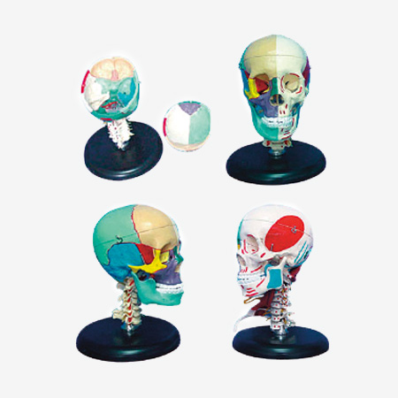 168cm����ͷ�����߼�����ɫ�Ұ�߹���ɫ��ģ��