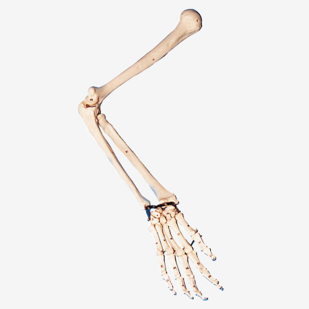 �ֱ۹ǡ����ιǡ�����ģ��