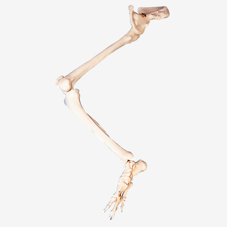 ��֫�����Ź�ģ��