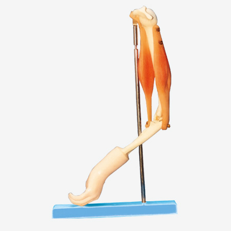 ��ؽ��뼡�⹦��ģ��