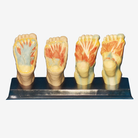 ��׽���ģ��