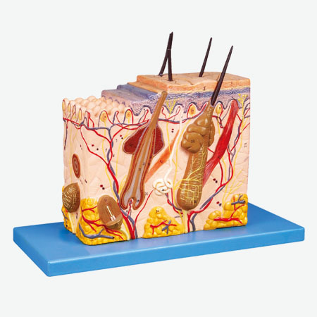 Ƥ����֯�ṹ�Ŵ�ģ��