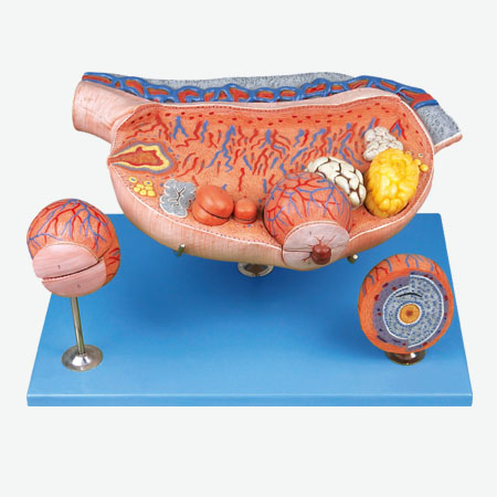 �ѳ��Ŵ�ģ��