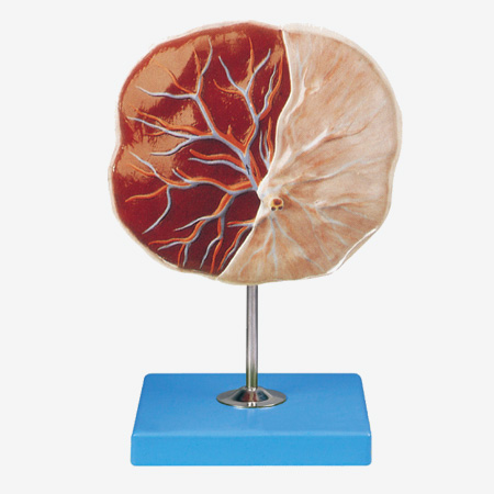 ̥�����ģ��