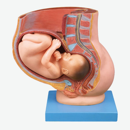 ���躬����Ÿ���̥��ģ��