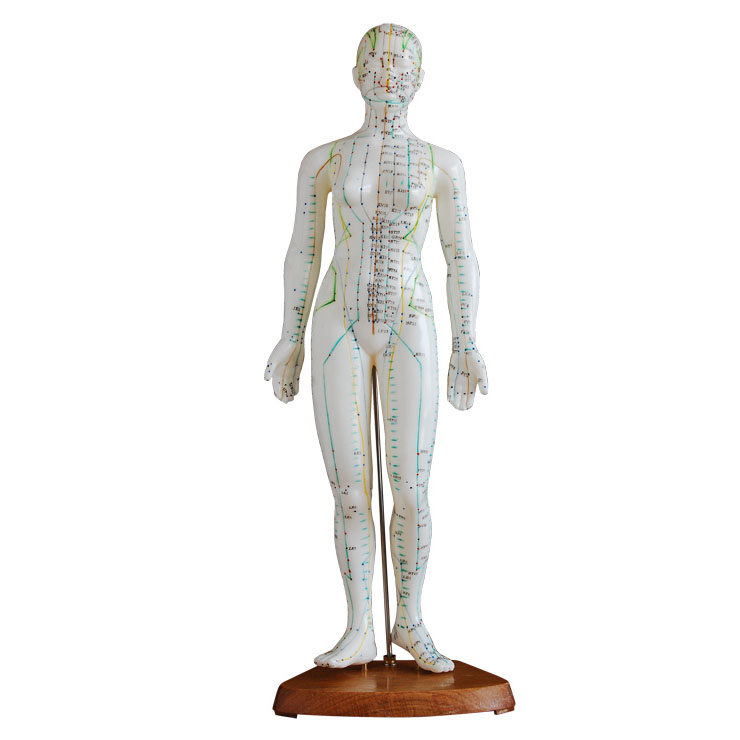 48cm�������ģ�ͣ�Ů�ԣ�